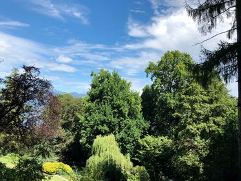 Low angle view of trees against sky