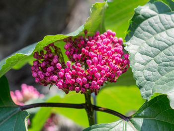 Close-up of pink flowers blooming outdoors