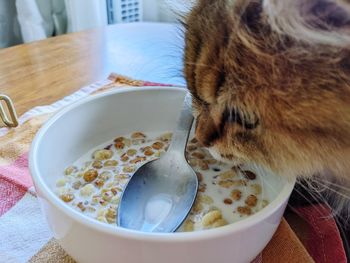 Close-up of cat in bowl on table