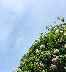 Low angle view of flowers against sky