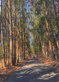 Road amidst trees in forest