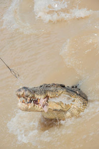 High angle view of fish in sea