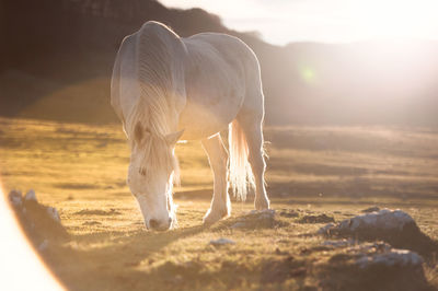 Horse standing on the field