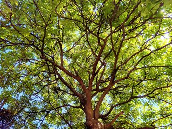 Low angle view of tree in forest