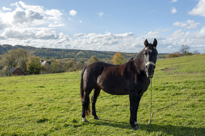 Black horse in spring under a sunny sky, green grass.