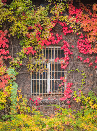 View of flowering plants on building