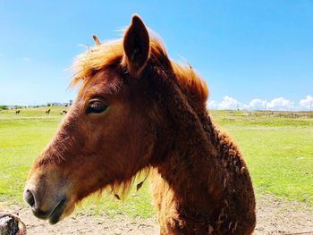 Close-up of a horse on field