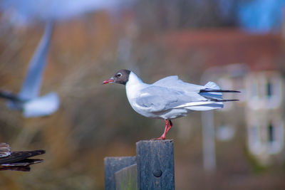 Close-up of seagull perching on wooden post