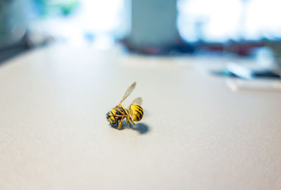 Close-up of dead wasp on table