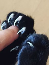 Close-up of hand holding cat