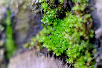 Full frame shot of plants