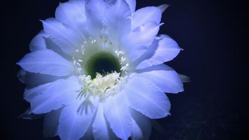 Close-up of purple flower over black background