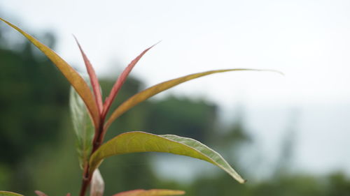 Close-up of plant