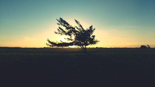 Silhouette tree on field against sky during sunset