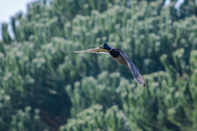 High angle view of gray heron flying