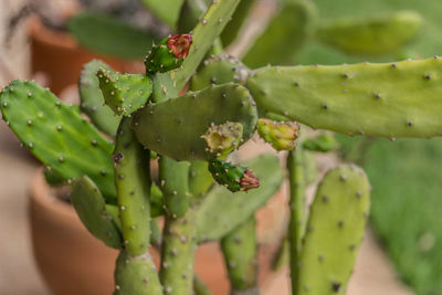 Close-up of flower buds