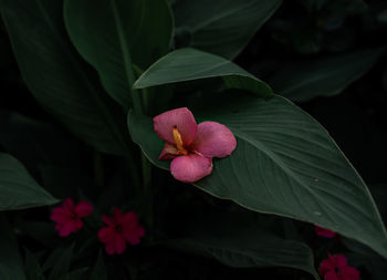 Close-up of pink flowering plant