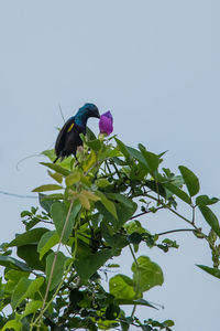 Low angle view of bird perching on plant against sky