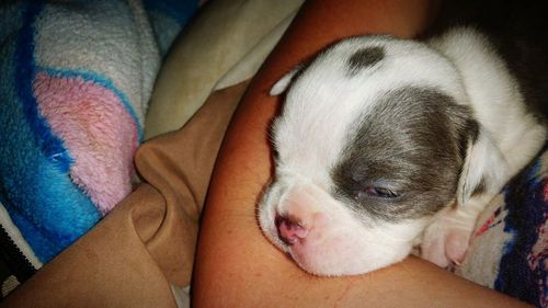 Close-up of dog sleeping