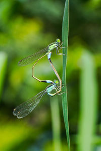 Close-up of insect on blade of grass