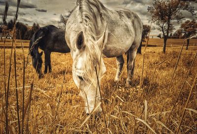 Two horses grazing on field