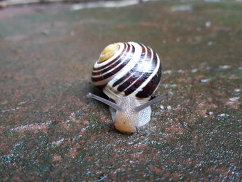 Close-up of snail on wet footpath