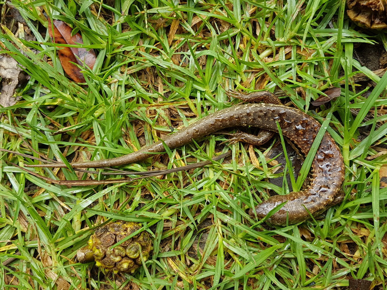 Philippine Lizard