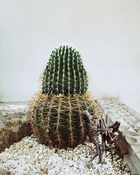 Close-up of cactus