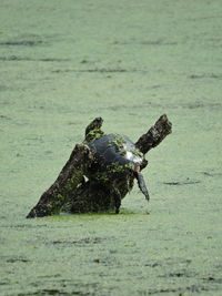 Close-up of tortoise on water