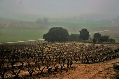 Hay bales on field against sky