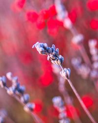 Close-up of red berries on plant