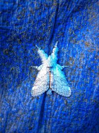 Close-up of butterfly on leaf