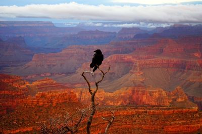 Black bird perching on bare tree against grand canyon