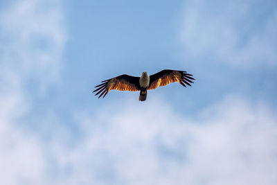 Low angle view of eagle flying in sky