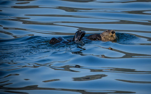 High angle view of duck swimming in lake