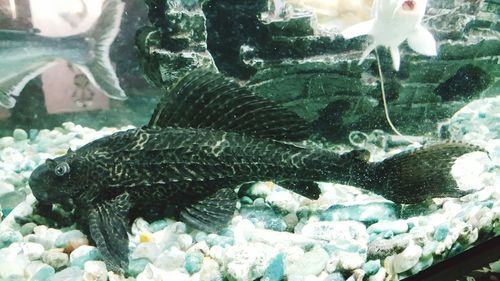 Close-up of fish swimming in aquarium