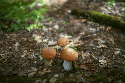 Close-up of mushrooms growing on field