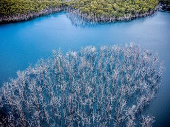 High angle view of tree by lake