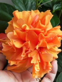 Close-up of person holding orange flower