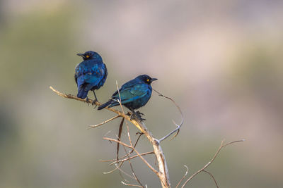 Close-up of bird perching on branch