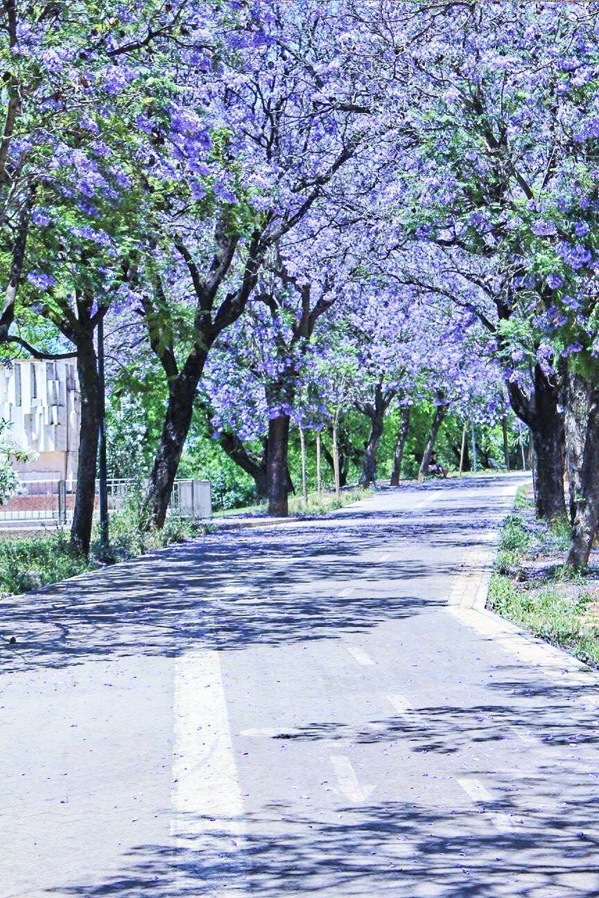 EMPTY ROAD BY TREES