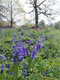 Purple flowering plants on field