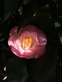 Close-up of pink rose