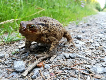 Close-up of frog on rock