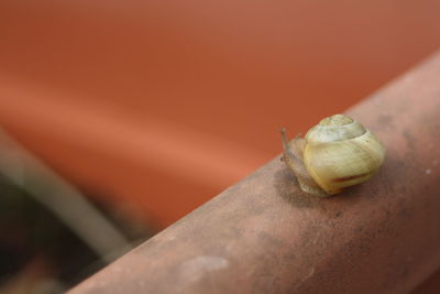 Close-up of snail on leaf