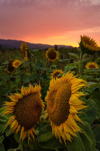 Close-up of sunflower on field during sunset