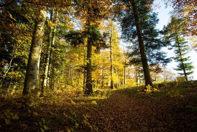 Trees in forest during autumn