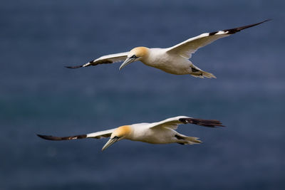 Gannets flying over sea