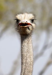 Close-up portrait of ostrich