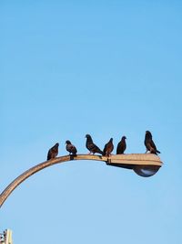 Low angle view of bird flying against clear blue sky